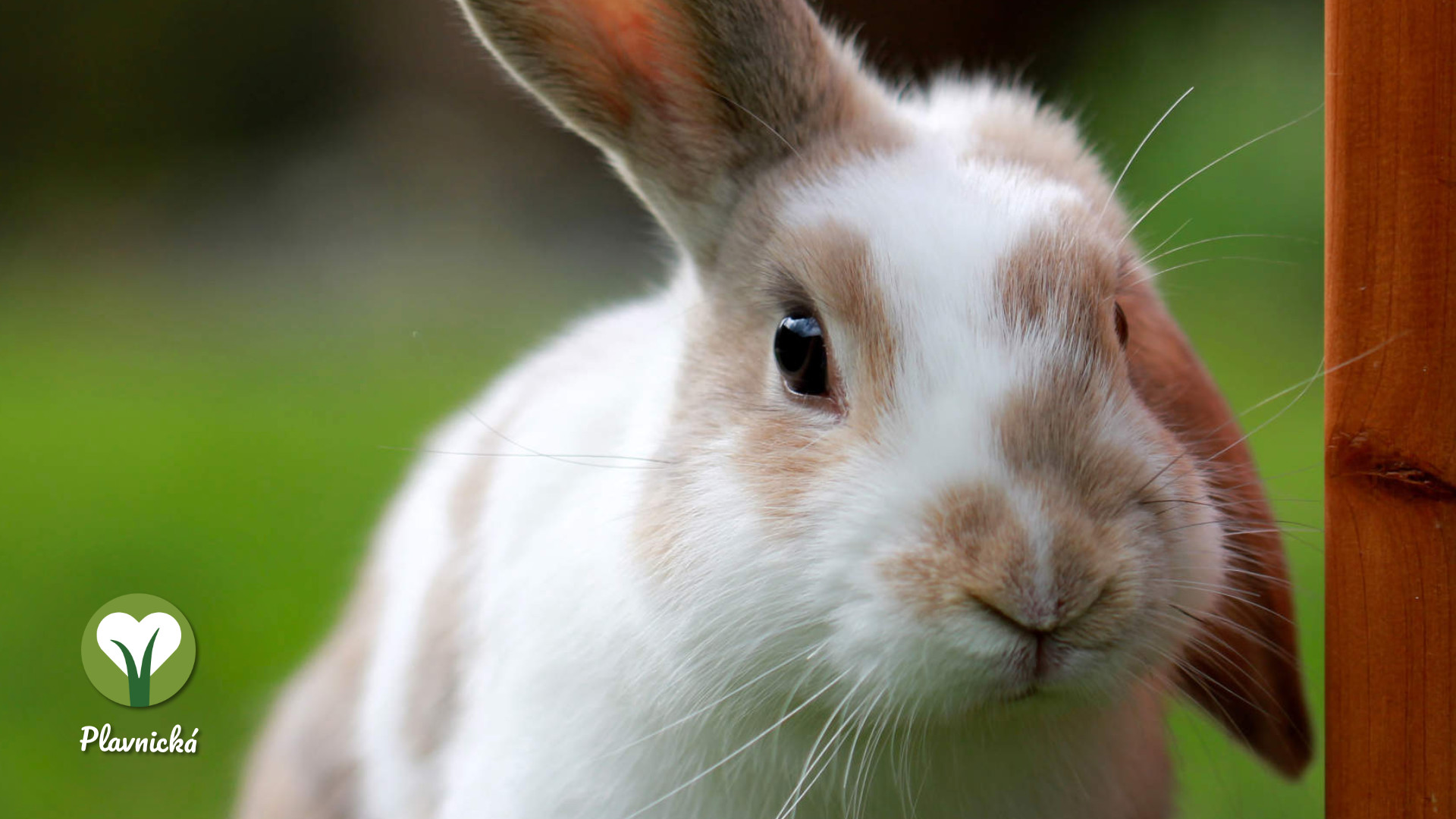 pamlsky-pro-kraliky-a-morcata-cincily-plavnicka